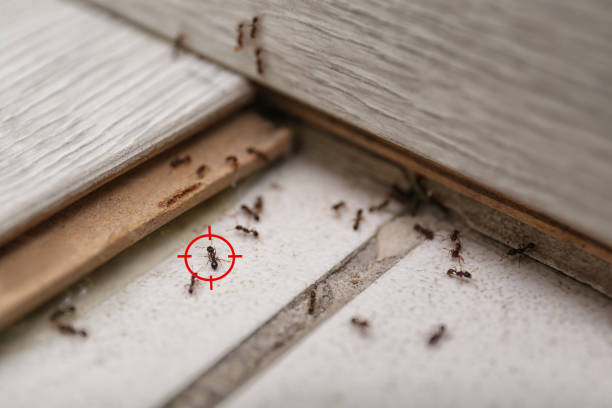 Best Flea Control Services  in Azle, TX