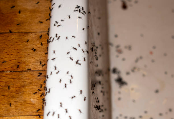 Best Termite Control Services  in Azle, TX